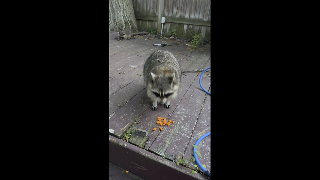 Racoon