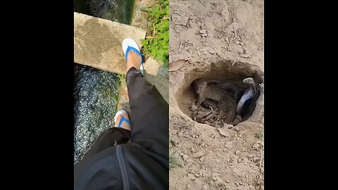 Snake and mongoose fight on one side, mobile captures a beautiful video on the other.