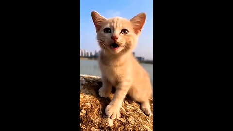 Meow Meow 😻😁 cat 😺 funny video