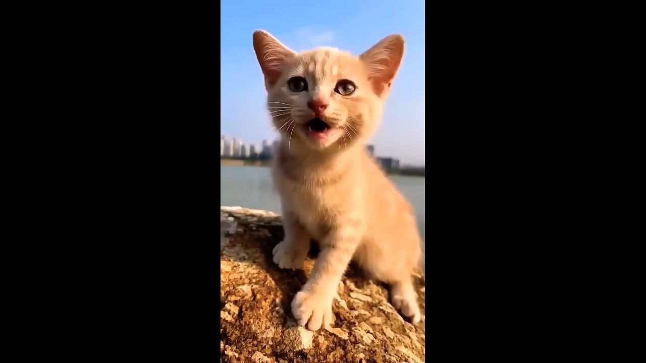 Meow Meow 😻😁 cat 😺 funny video