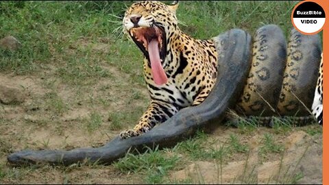 SERPENT ANACONDA VS LÉOPARD, JAGUAR, CROCODILE .. INCROYABLE BATAILLE ÉPIQUE !!