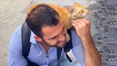 Love in Every Purr: Cute ways cats show their love for their owner