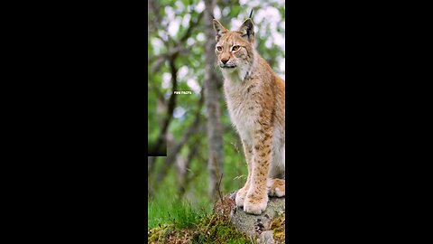Facts About Bobcats! #facts #cat #bobcat #nature #facts #animals #wildlife #didyouknow #fast