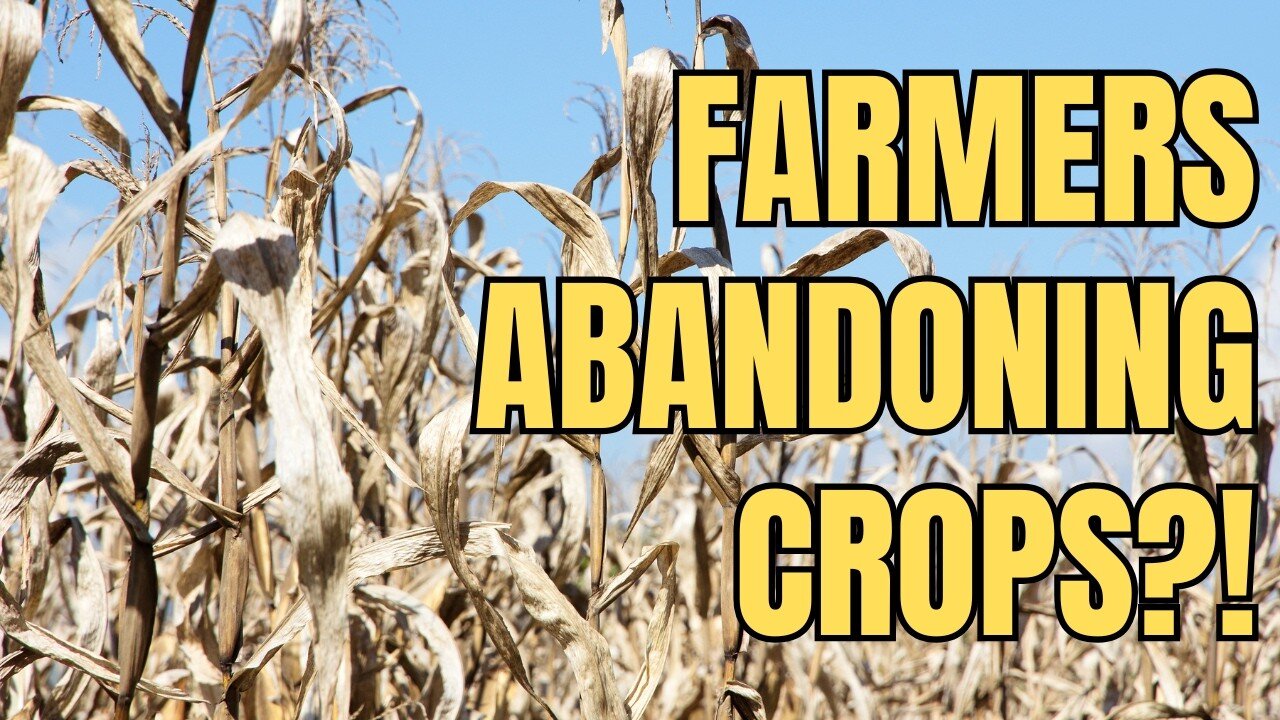 USDA Wheat Report Has People Panicking—Here's Why