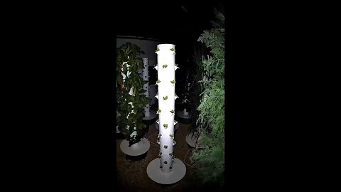 Love All Life Always #237 - Hydroponic Towers - Why Aren't These Everywhere? Fabulous Results!