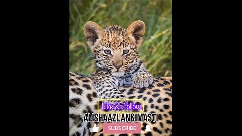 Cub singing #cub #cubs #catsagram #catlove #family #follow #viral #animal #hashtags #happy #satisfy