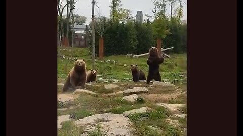 When Animals & Other Things Come To Visit. . . .