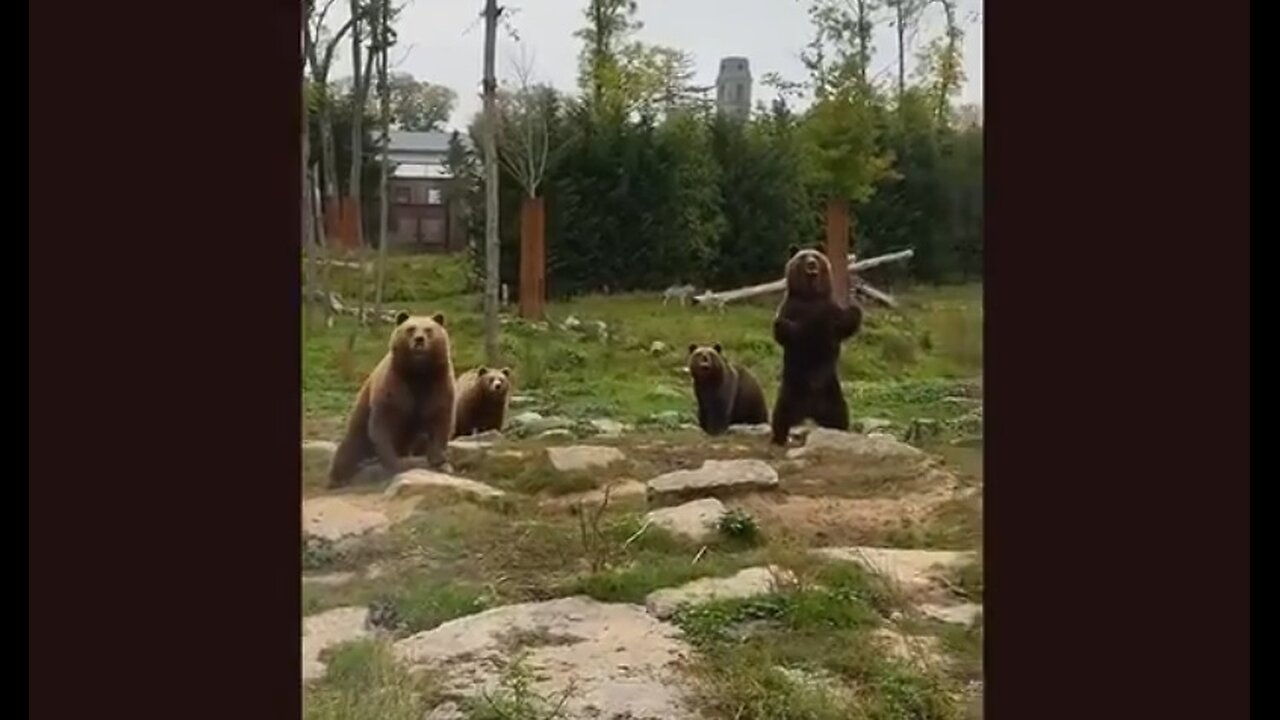 When Animals & Other Things Come To Visit. . . .