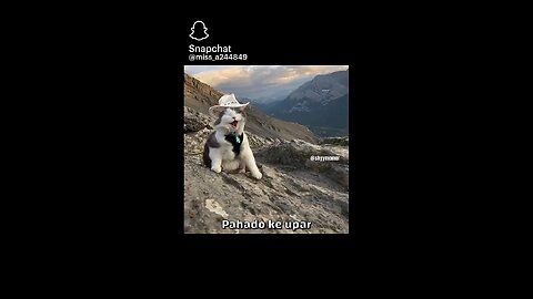 cat funny video