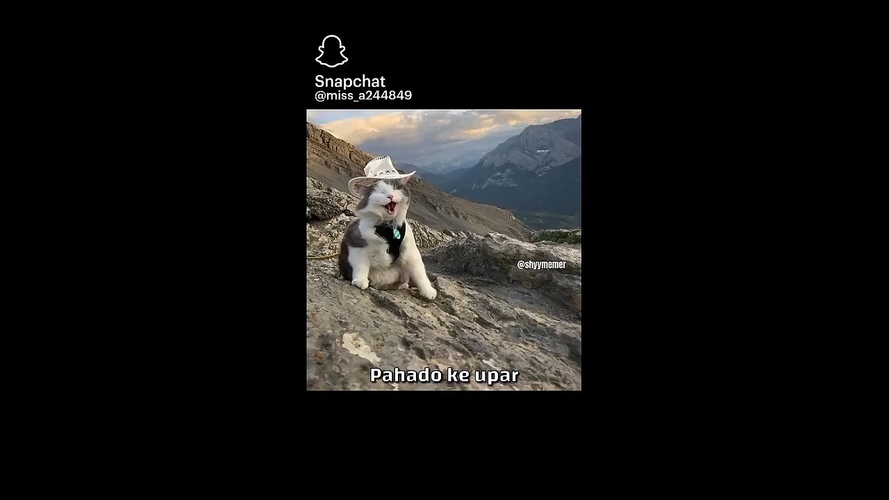 cat funny video