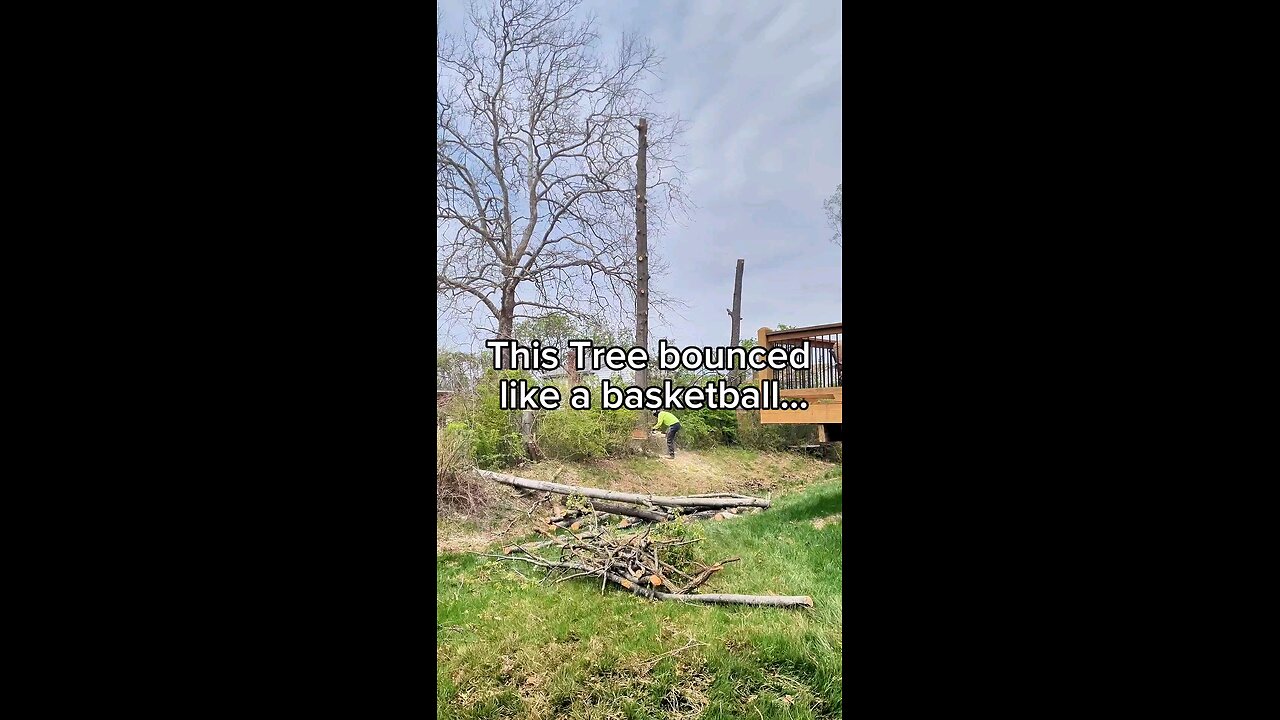 This Oak Didn’t Fall... It Jumped!