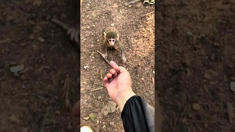 Enjoy the feeling of playing with the cute baby monkey