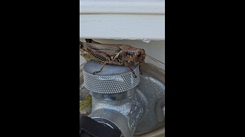 Grasshopper