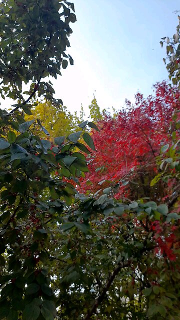 20251113. My Lord is Jesus Christ.