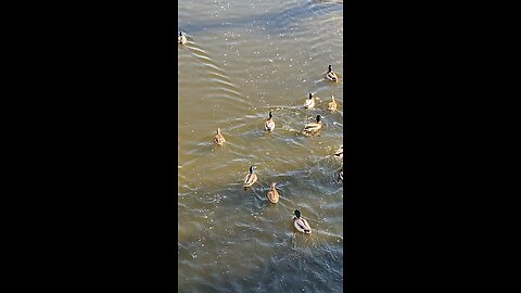 Mallard Ducks 🦆 #mallardducks #shorts #viral #trending #ducks