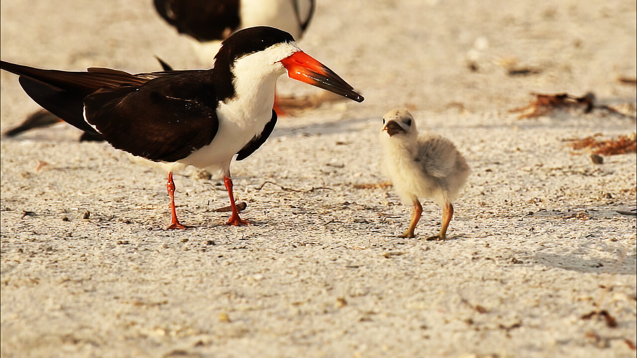 Adorable Baby Black Skimmer Gets a Meal!