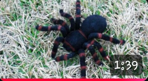 Opulence giant tarantula old opulence nostalgia