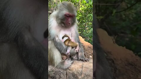 Funny monkey