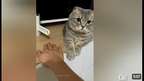 Viral cats and dogs Videos 😂😹 Funny Animal videos