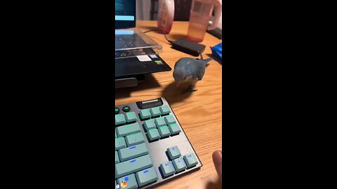 funny birds viral video