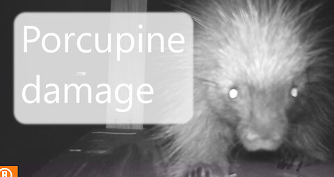 Porcupine chewed the wood of the small cabin deck and door