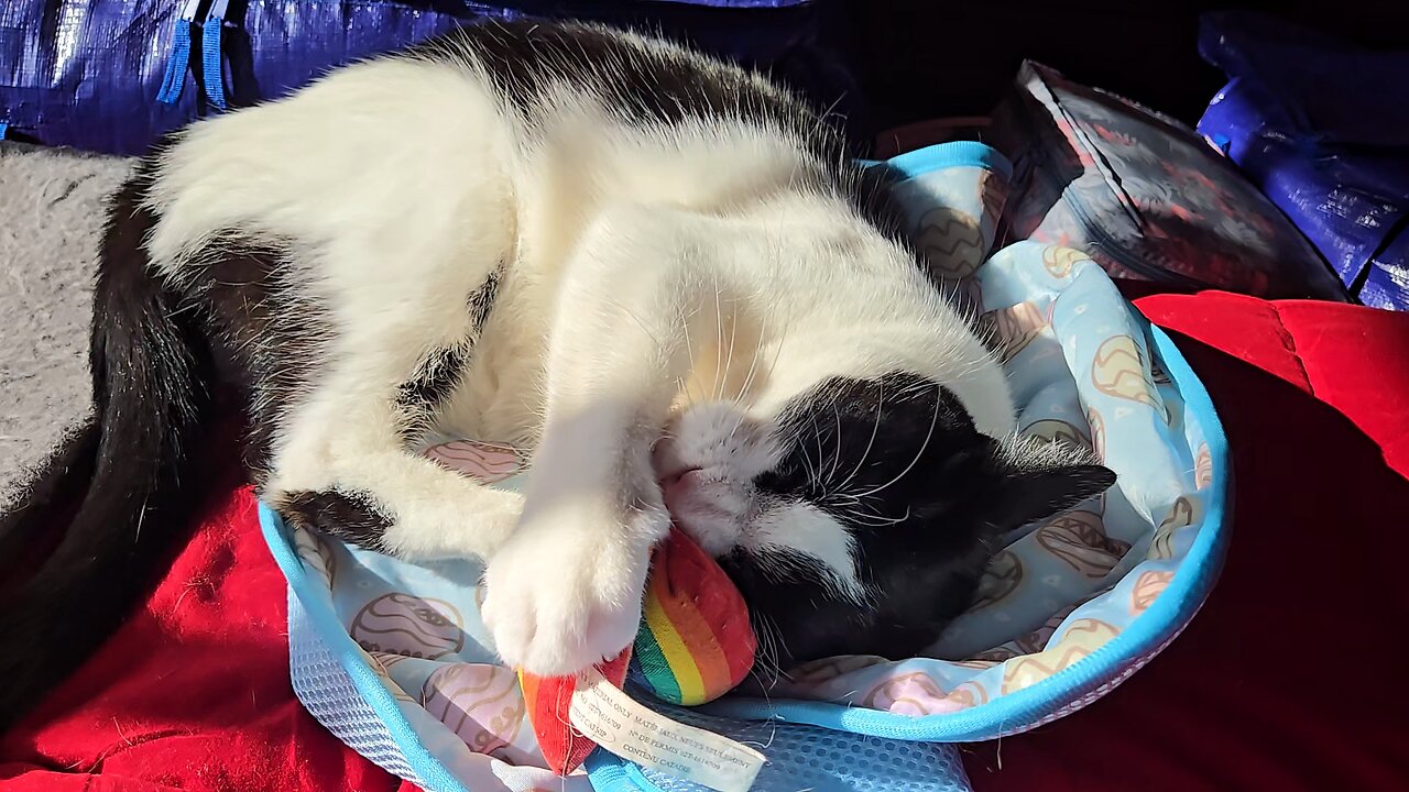 Kitties enjoy their morning routine.