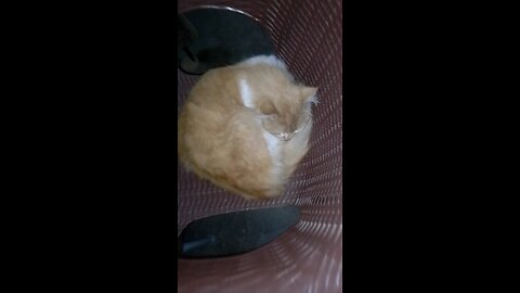 My Cat is sleep in chair 😍