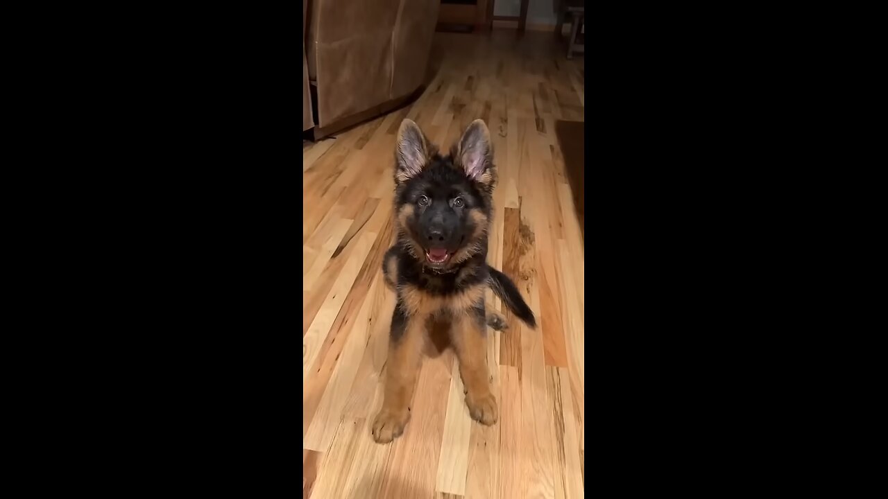 🐶 Pitbull, Rottweiler, and K9: From Puppies to Giants 🚀 | Amazing Transformation!