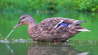 Mallard Duck Hens Foraging in the Shallow Waters of the Moat Pond