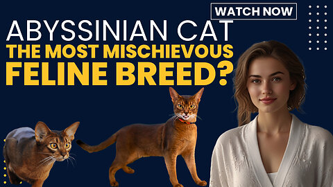 Abyssinian Cats – The Most Mischievous Feline Breed #cat #catvideos #petcare #cutecat 🐈🥰😘