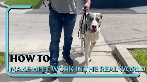 How To Make Heel WORK In The Real World With A Nervous Jumpy Great Dane, Start From Last Setting
