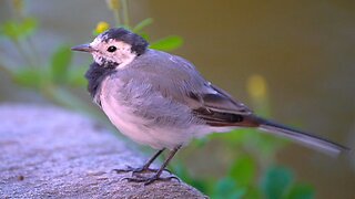 White Wagtail Taking It Easy in the Morning
