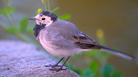 White Wagtail Taking It Easy in the Morning