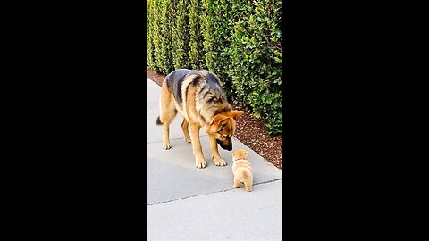 Big Dog Comforts Crying Tiny Puppy in the Sweetest Way