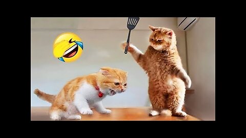 Funny Animals Doing Hilarious Things – Try Not to Laugh!