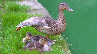 The Last 2 Ducklings of the Year and Mother Hen Taking a Break