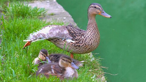 The Last 2 Ducklings of the Year and Mother Hen Taking a Break