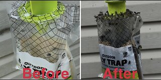 Retaking Fly-Infested Neighborhood with Rescue! Outdoor Fly Trap: Part 3- 60,000 Flies, So Far...