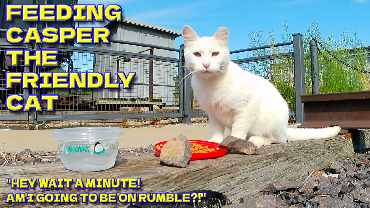 Feeding Casper - The Friendly Cat