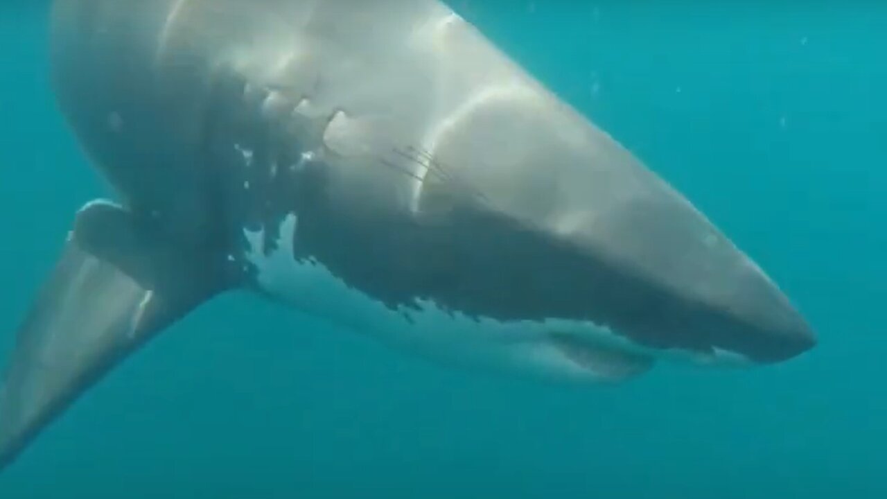 6 Shark Encounters You Can't Imagine