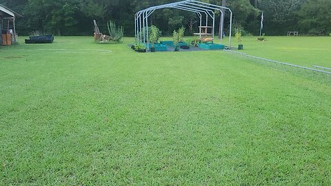 Adding another tree and checking in on the chickens.