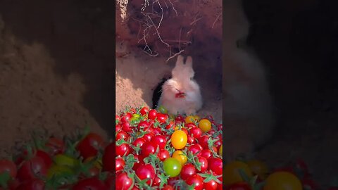 The little rabbit ate tomatoes and his mouth turned red. Cute pet. Little cute pet in the countrysi