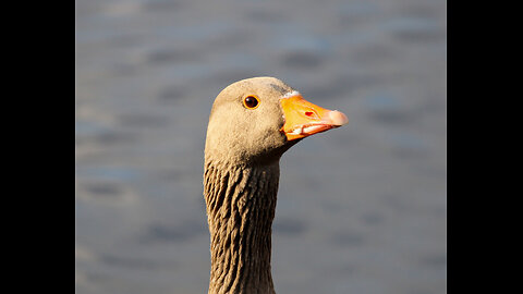 Feeding the Ducks and Geese