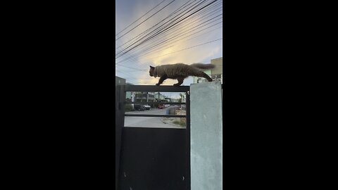 Cute Cat