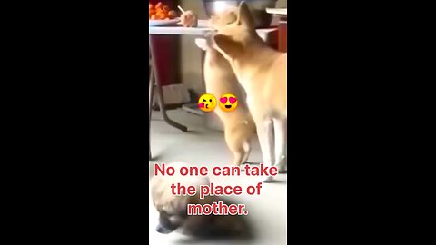 No one can take the place of mother🥰😍#funnydog, #dogfails, #cutepuppy