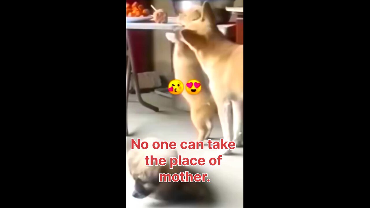 No one can take the place of mother🥰😍#funnydog, #dogfails, #cutepuppy