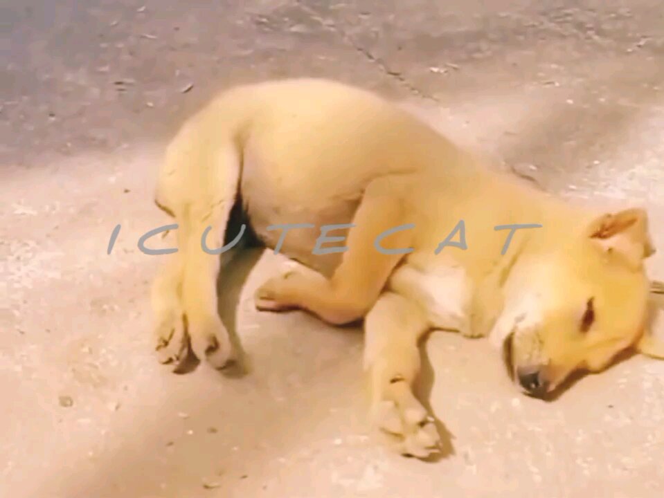 🎉Happy birthday everyone🌞It's To LAUGH When Watching This Video Cute DOG|cute cat|Please Follow