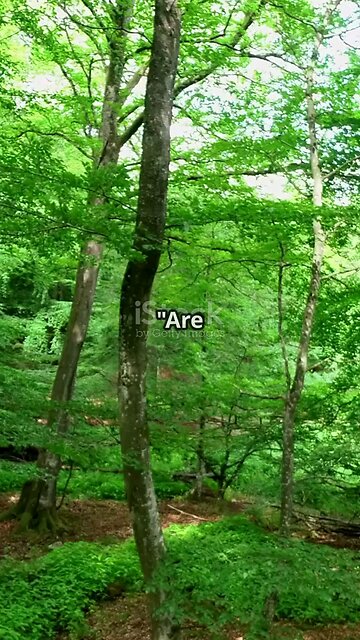Trees Talk to Each Other! 🌳🗣️