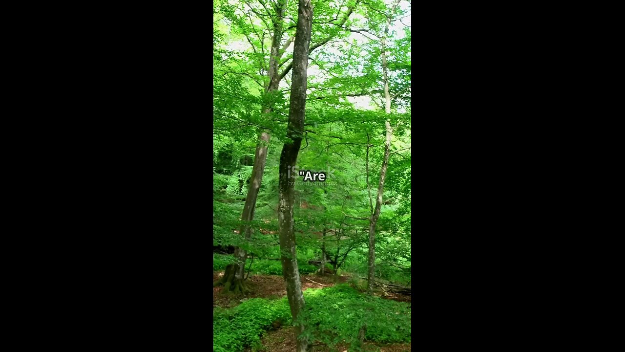 Trees Talk to Each Other! 🌳🗣️