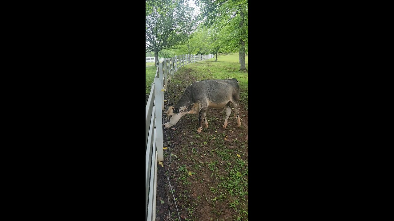Shorthorn Plus heifers 2025.